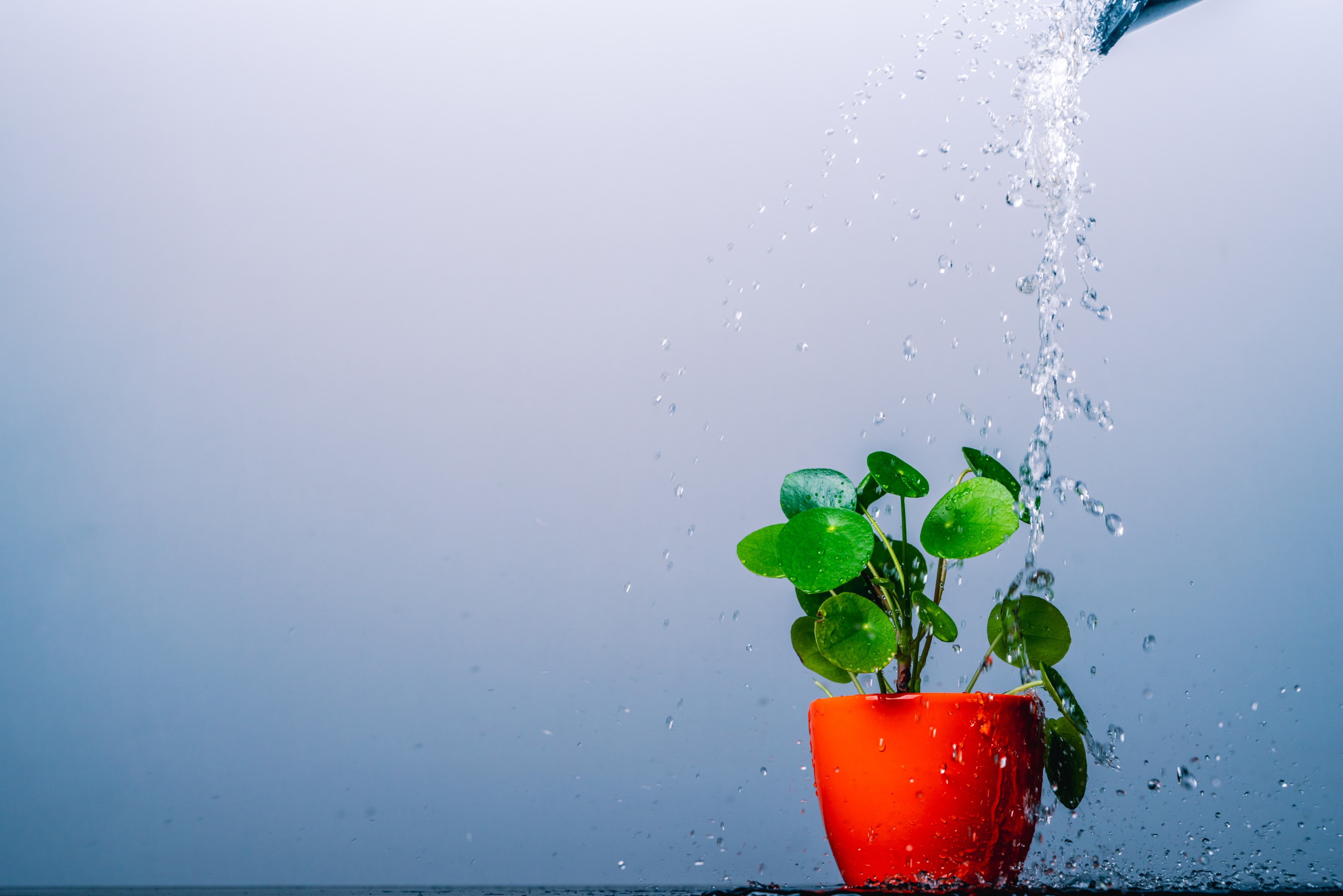 Eliminating Overwatering: How Smart Irrigation Saves Water and Money